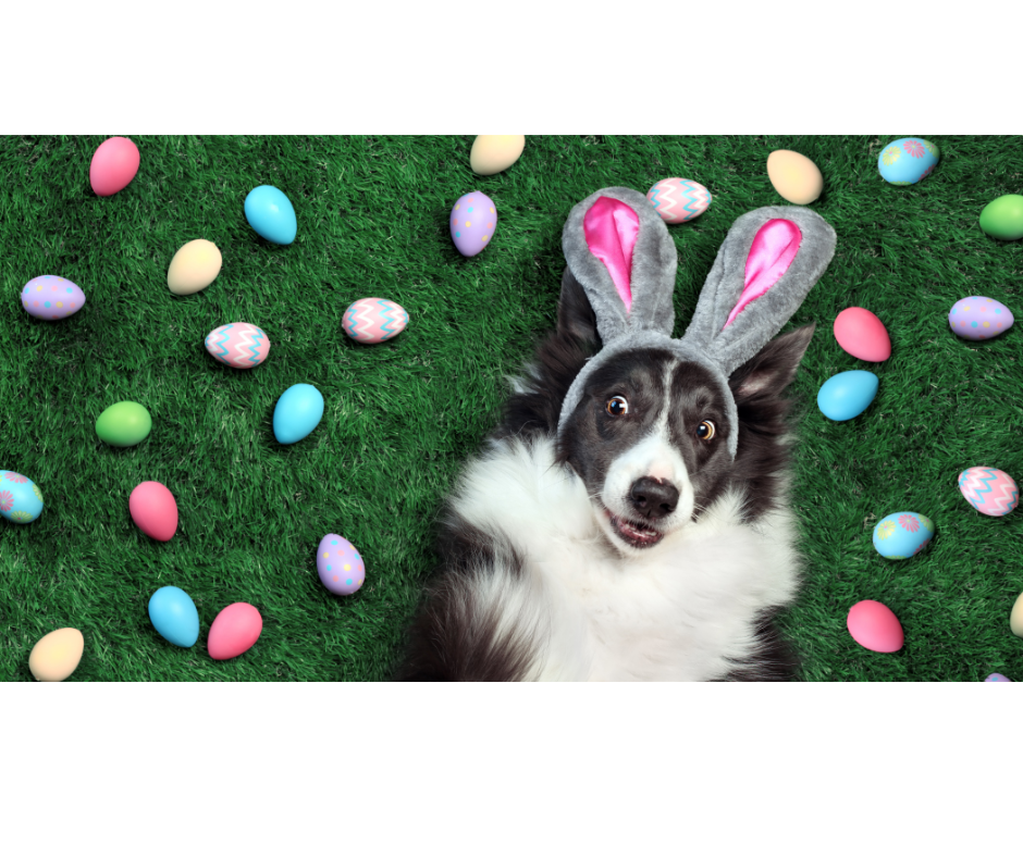 A playful black and white Border Collie lying on green grass wearing grey bunny ears with pink lining, surrounded by colourful pastel Easter eggs.